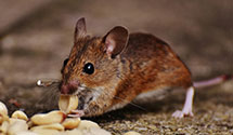 24 Hour & Emergency Exterminators in Univ Of Central, AR